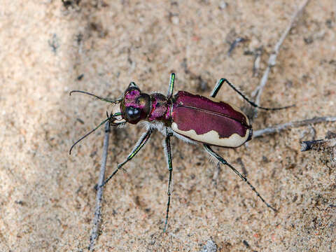 Plancia ëd Cicindela (Cicindela) lacteola Pallas 1776