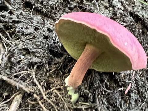 Image of Boletus purpureorubellus T. J. Baroni, Yetter & Norar. 1998