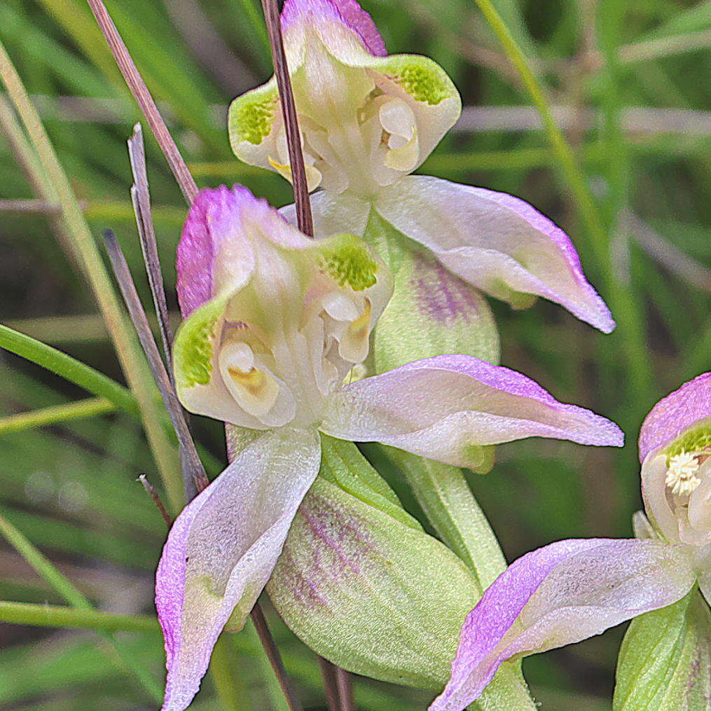 Image of Disperis concinna Schltr.