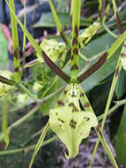 Brassia gireoudiana Rchb. fil. & Warsz. resmi