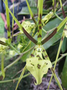 Image of Brassia gireoudiana Rchb. fil. & Warsz.