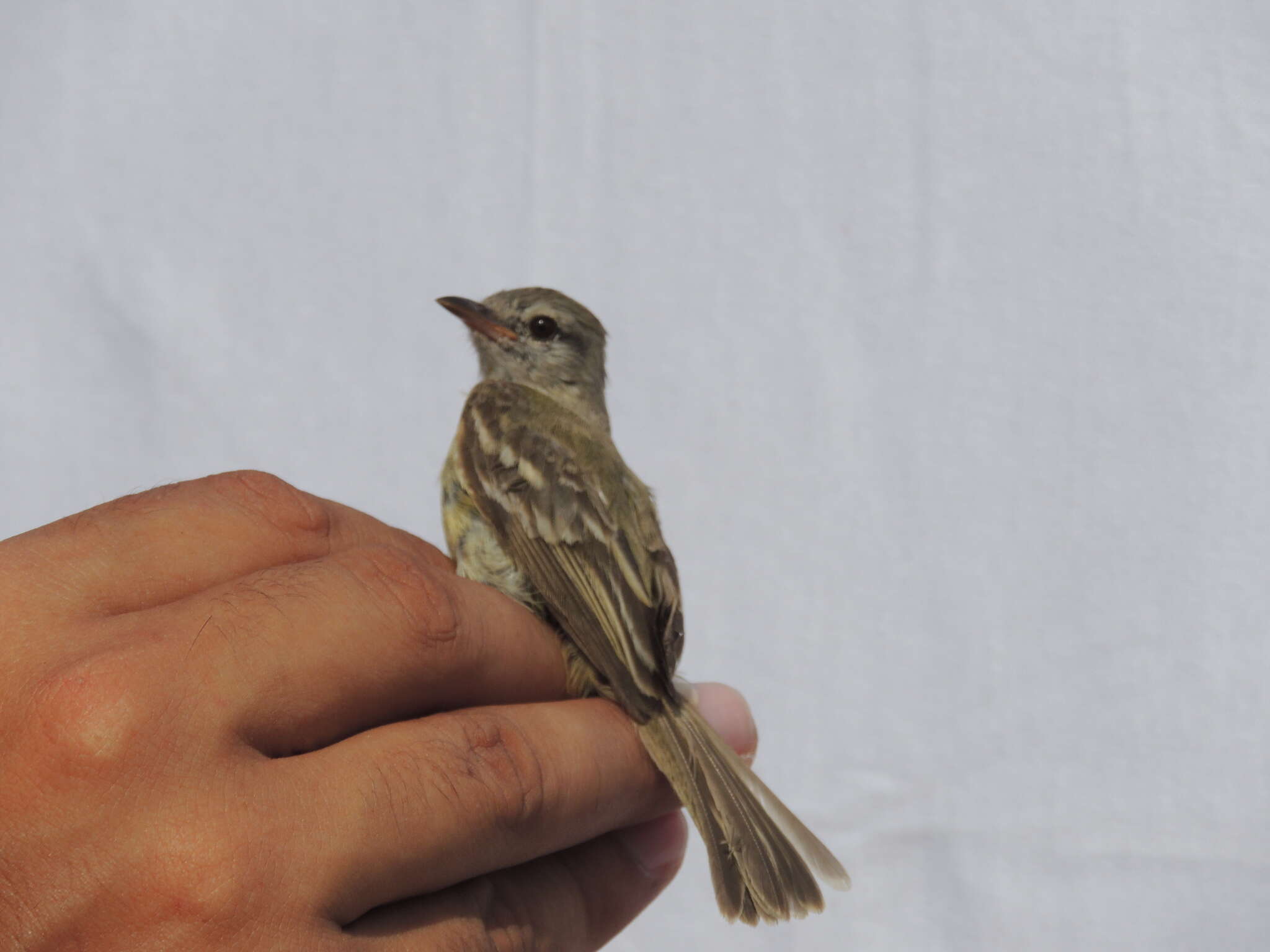 Inezia tenuirostris (Cory 1913)的圖片