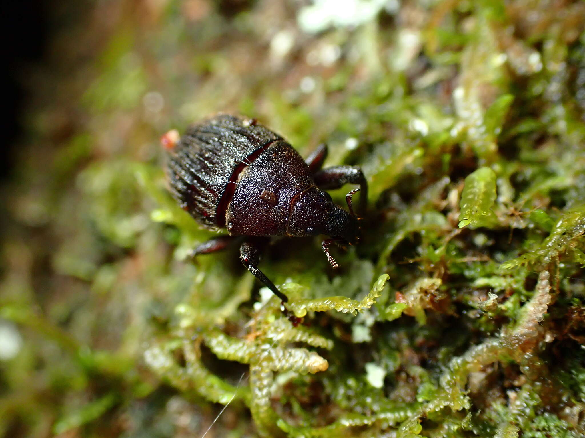 Image of Psepholax sulcatus White 1843