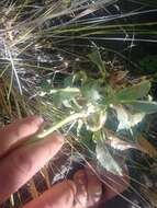 Image of Austin's beardtongue