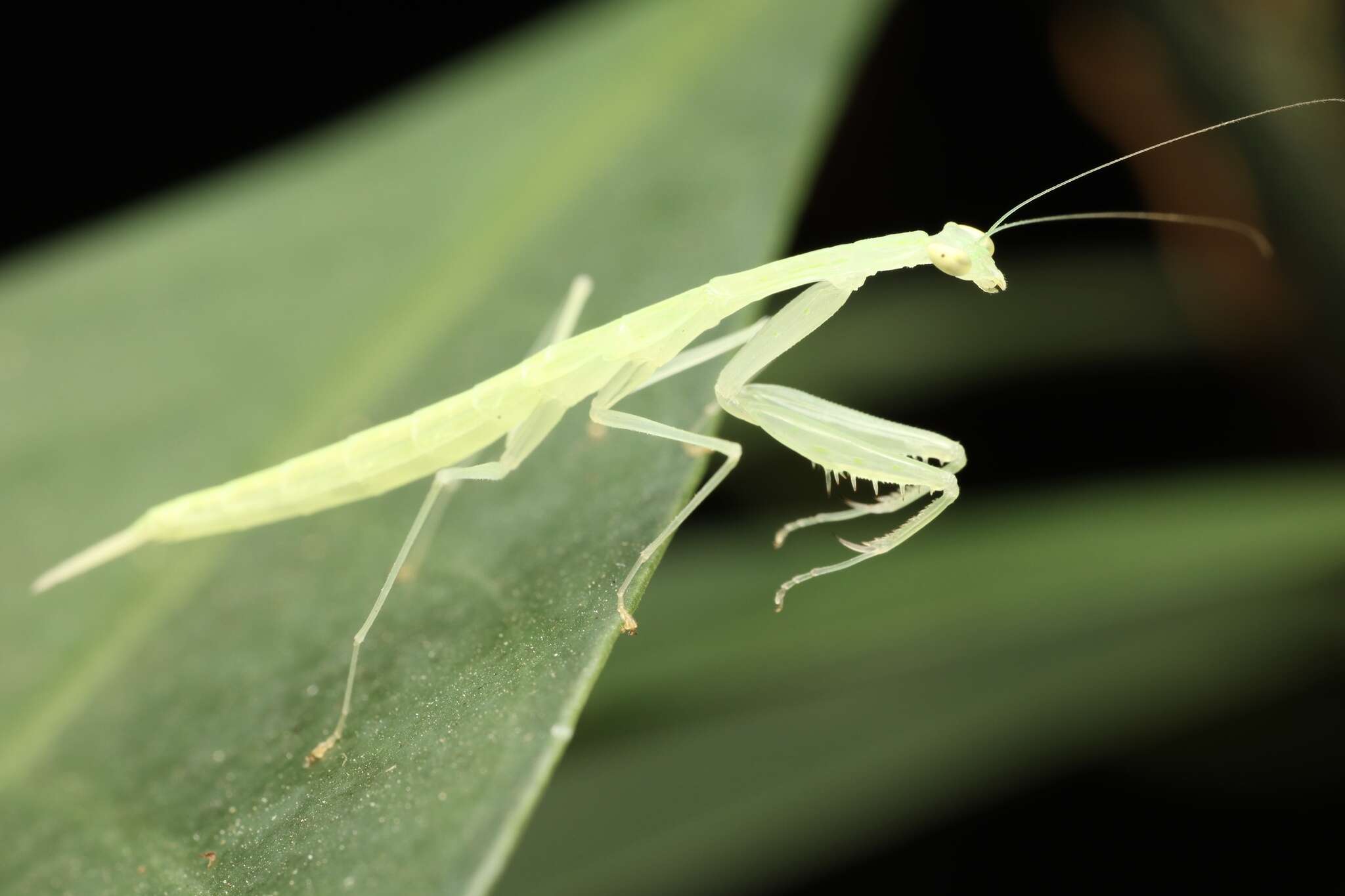 صورة Sinomantis denticulata Beier 1933