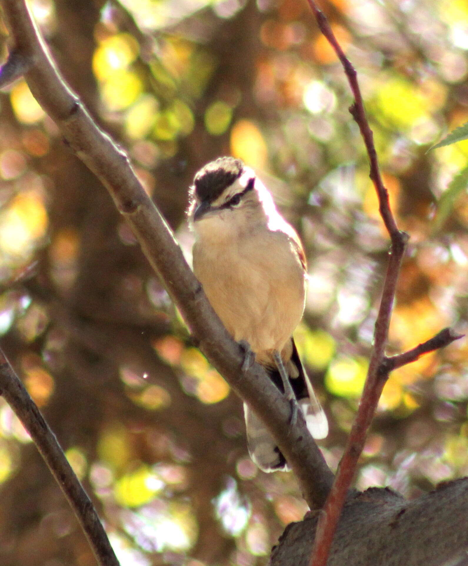 Sivun Tchagra senegalus kalahari (Roberts 1932) kuva