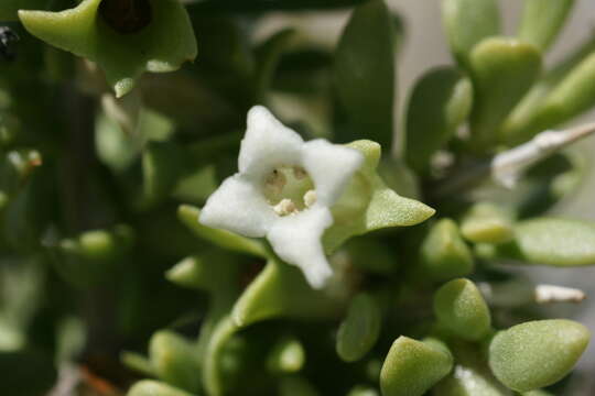 Image of Shockley's desert-thorn