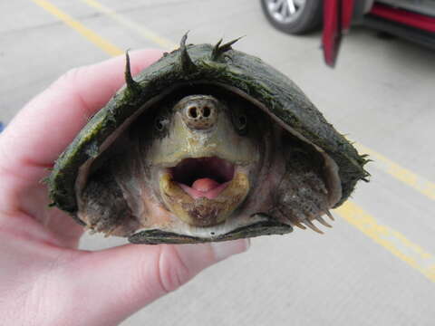 Image of Keeled Musk Turtle