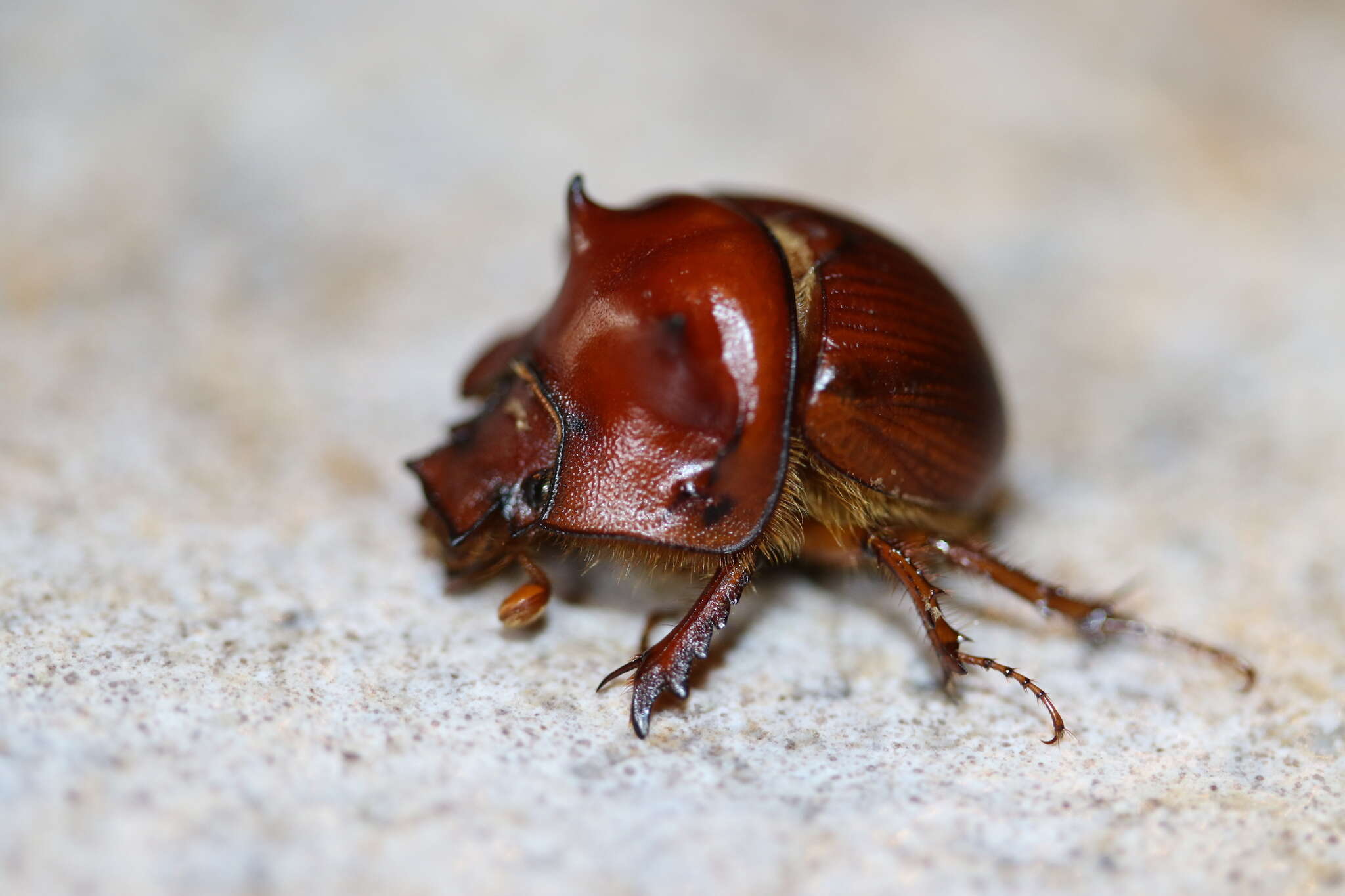 Image of Bradycinetulus ferrugineus (Palisot de Beauvois 1805)