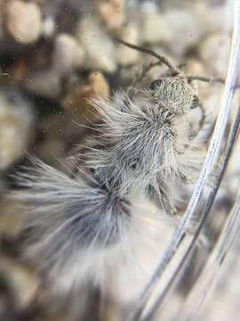 Image of Thistledown Velvet Ant