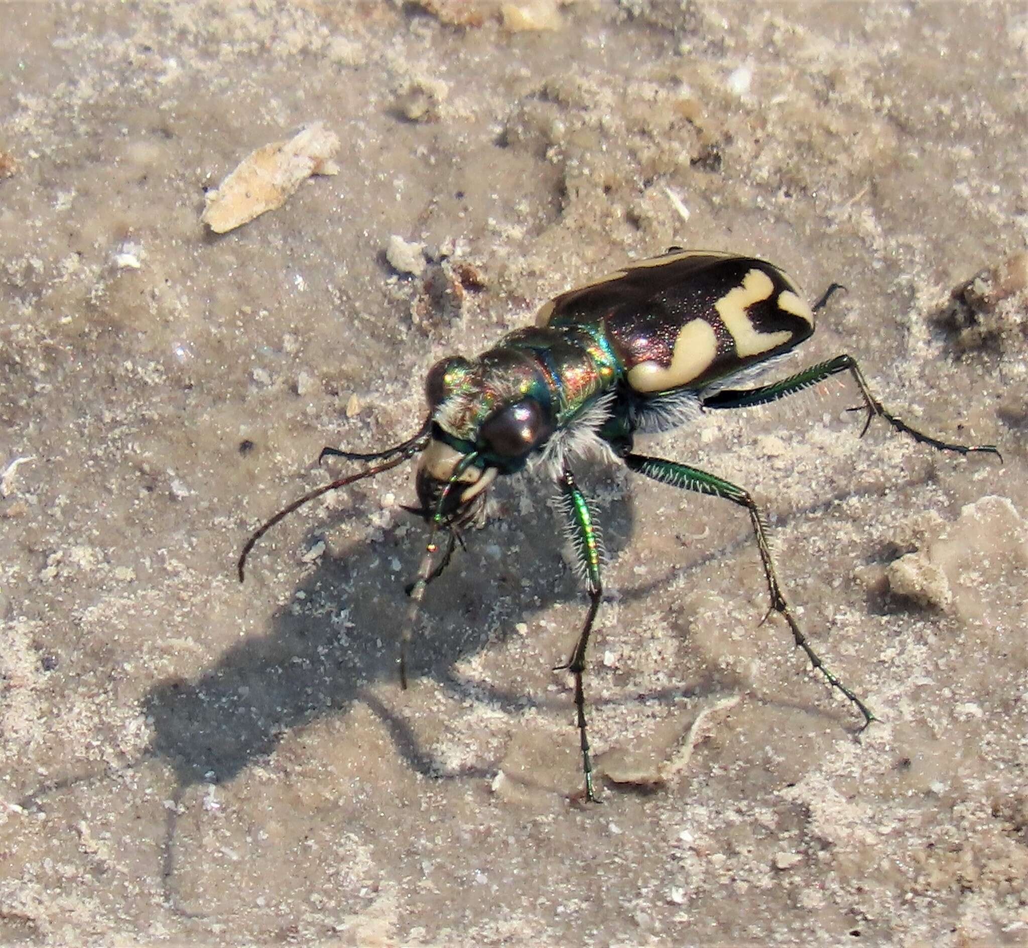 Image of Cicindela (Cicindela) parowana parowana Wickham 1905