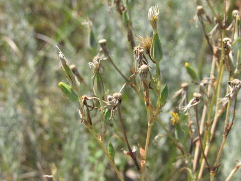 Image of Tragopogon dasyrhynchus Artemczuk