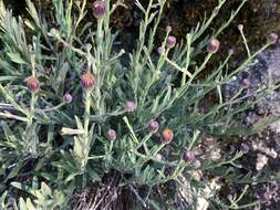 Image of rockloving erigeron