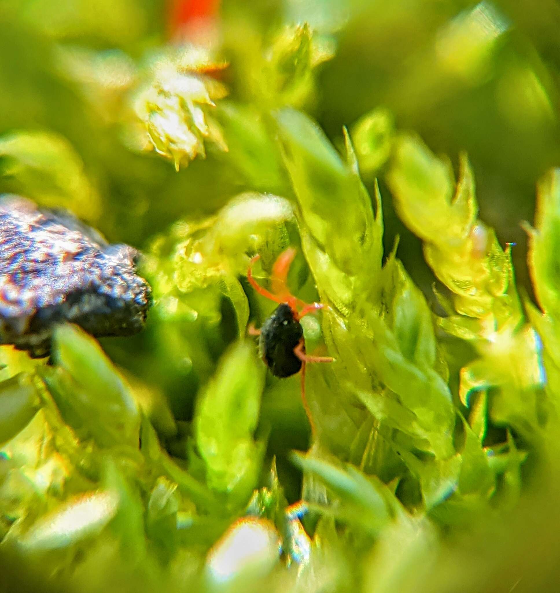 Image of winter grain mites