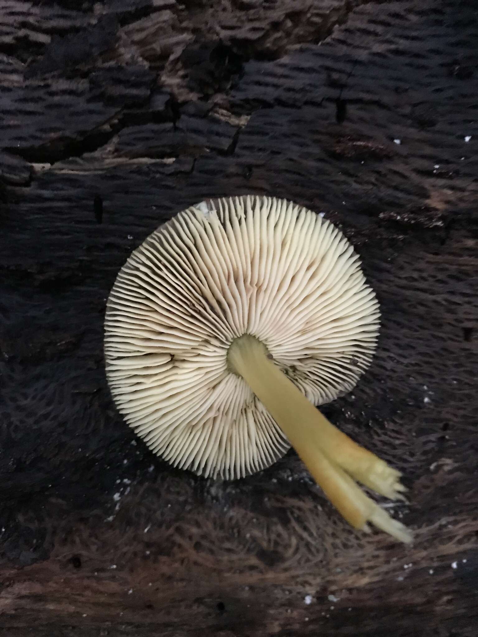 Image of Pluteus romellii (Britzelm.) Sacc. 1895