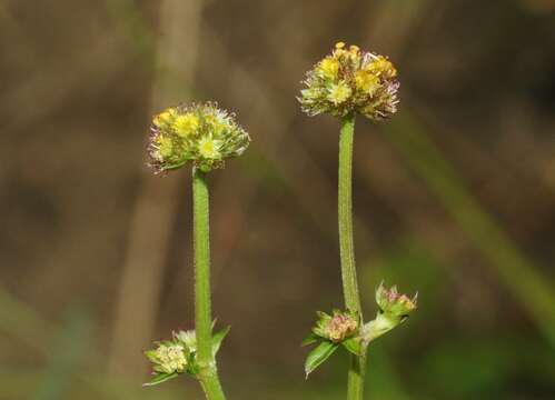 Image of Hoffmann's blacksnakeroot