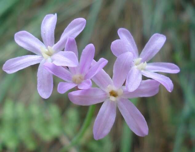 Tulbaghia violacea subsp. violacea resmi