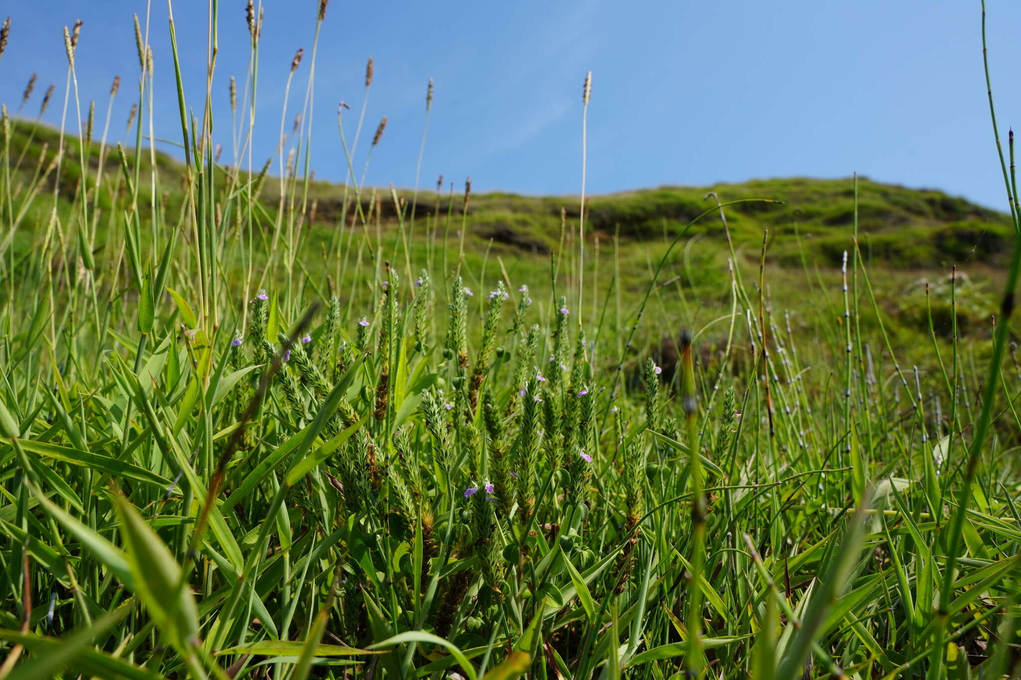 Image of Justicia procumbens var. hirsuta Yamam.