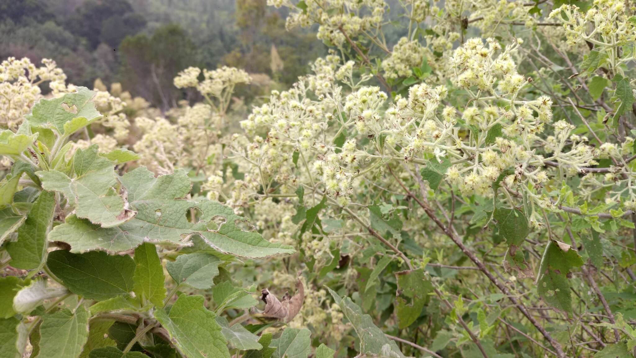 Image of Montanoa tomentosa Cerv.