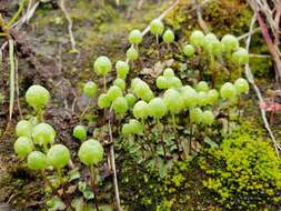 Image of Asterella palmeri (Austin) Underw.