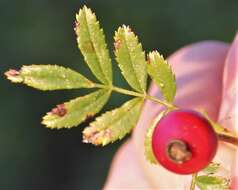 Image of white prairie rose