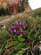 Image of Rough Gentian