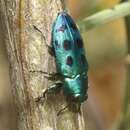 Image of Chrysobothris socialis apache Westcott & Barr 2007