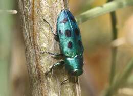 Image of Chrysobothris socialis apache Westcott & Barr 2007