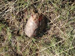 Image of Rough-footed Mud Turtle