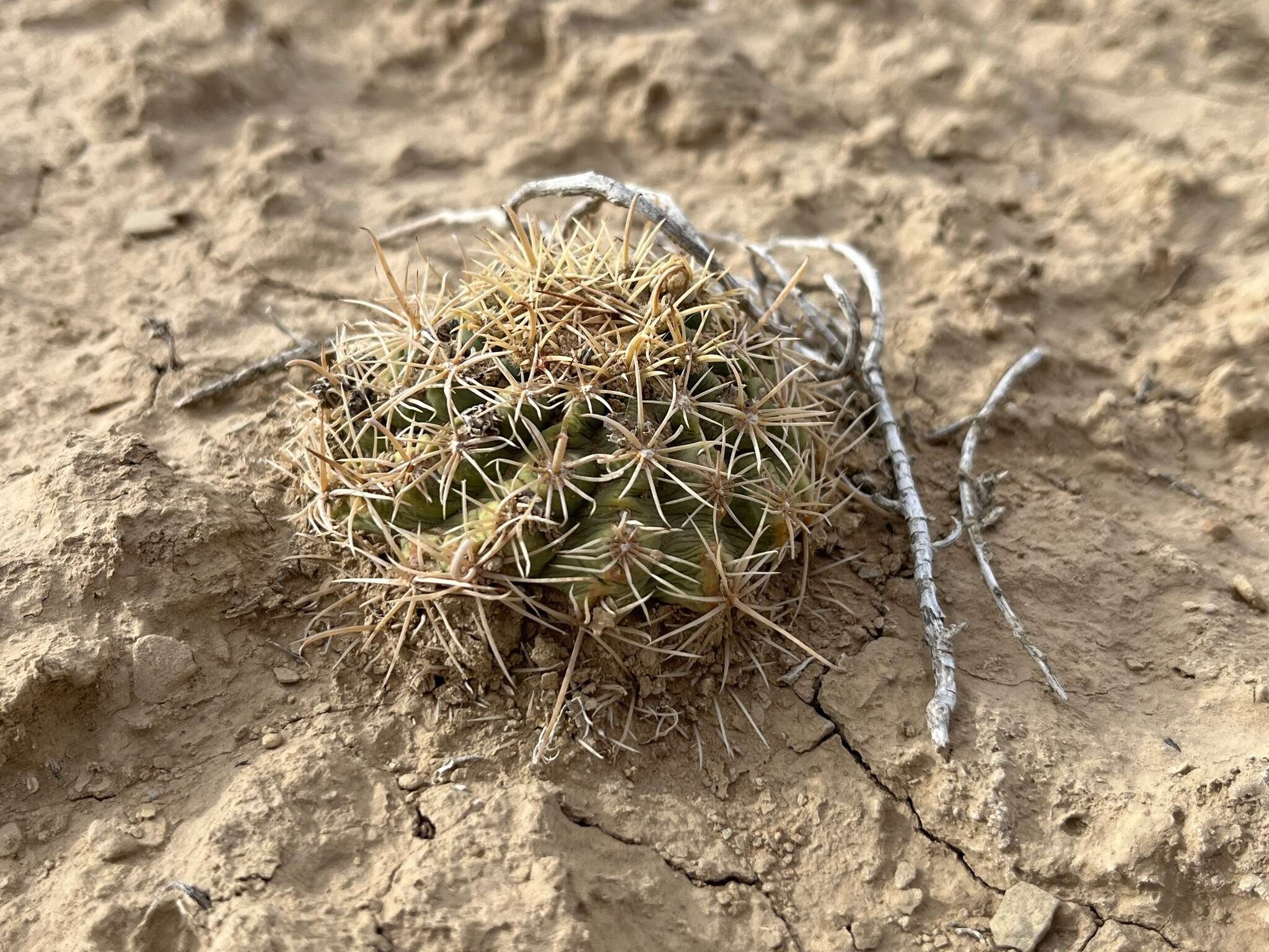 Image of Mesa Verde Cactus