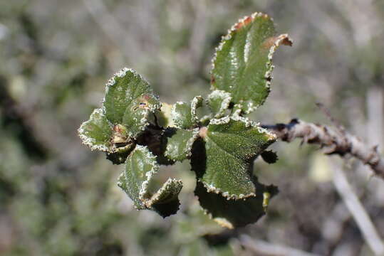 Image of Ceanothus foliosus var. viejasensis D. O. Burge & Rebman