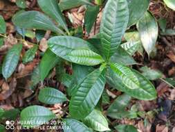 Image of Strophanthus caudatus (L.) Kurz