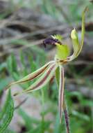 Image of Bow-lip spider orchid