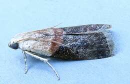 Image of Acrobasis palliolella Ragonot 1887