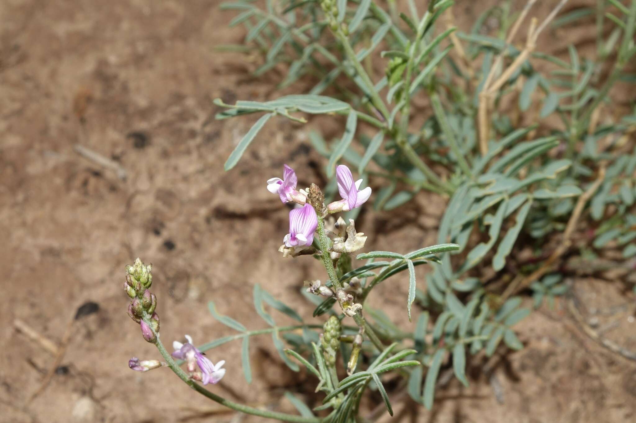 Image of Fort Wingate milkvetch