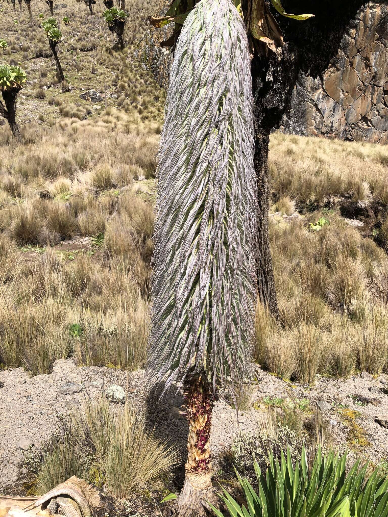 Image of Lobelia telekii Schweinf.