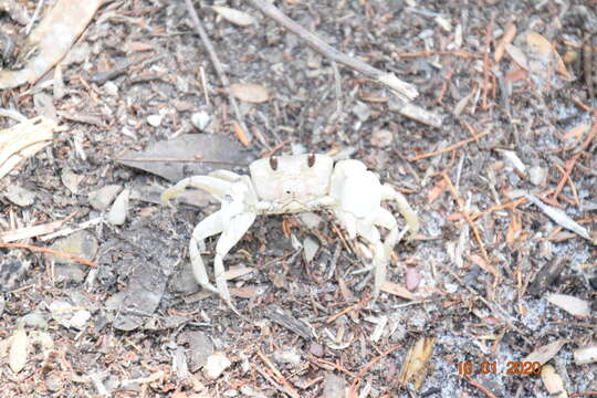 Image of smooth-eyed ghost crab