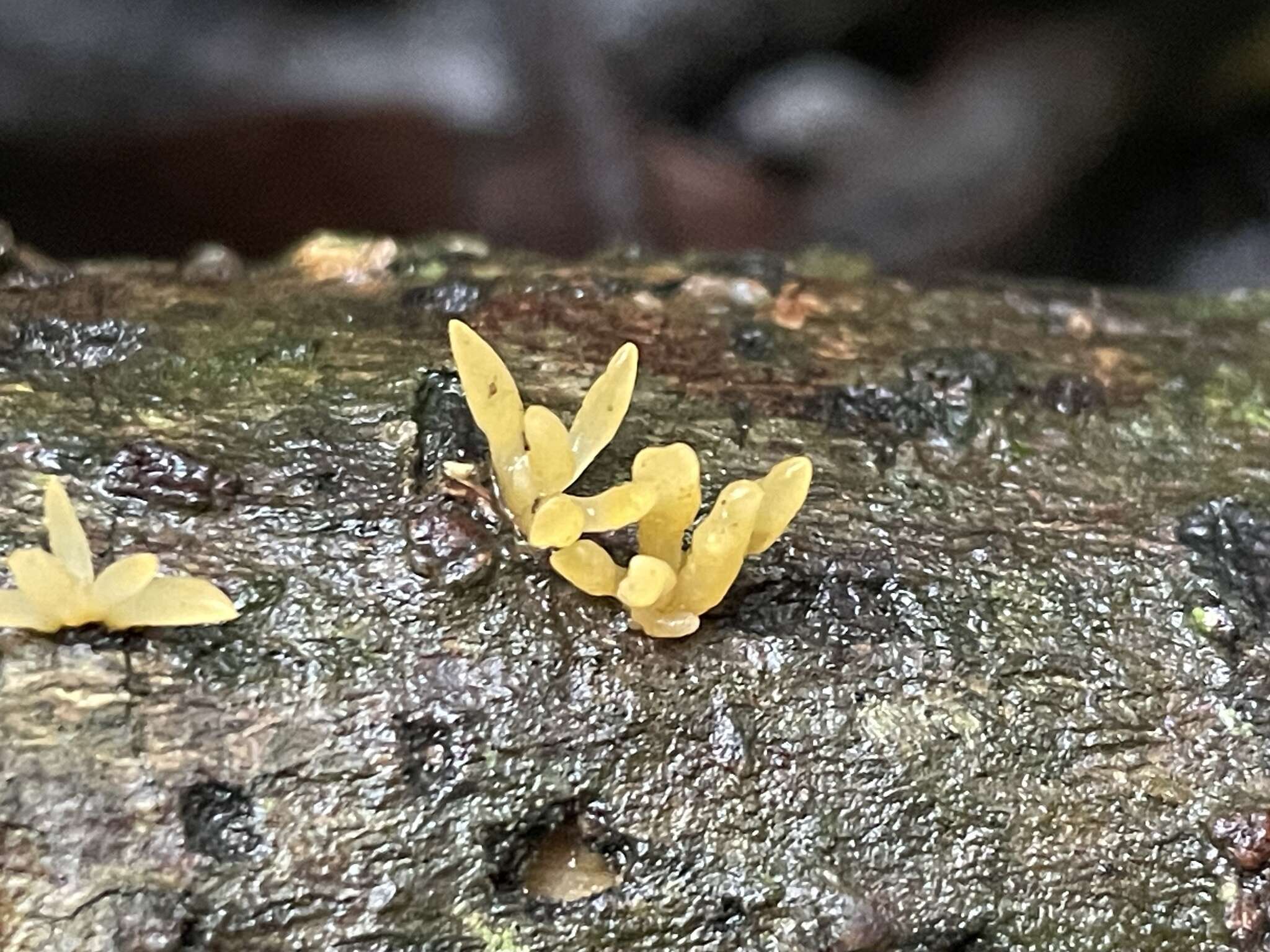 Image of Calocera furcata (Fr.) Fr. 1827