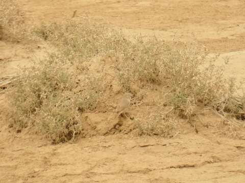 Image of Asian Desert Warbler