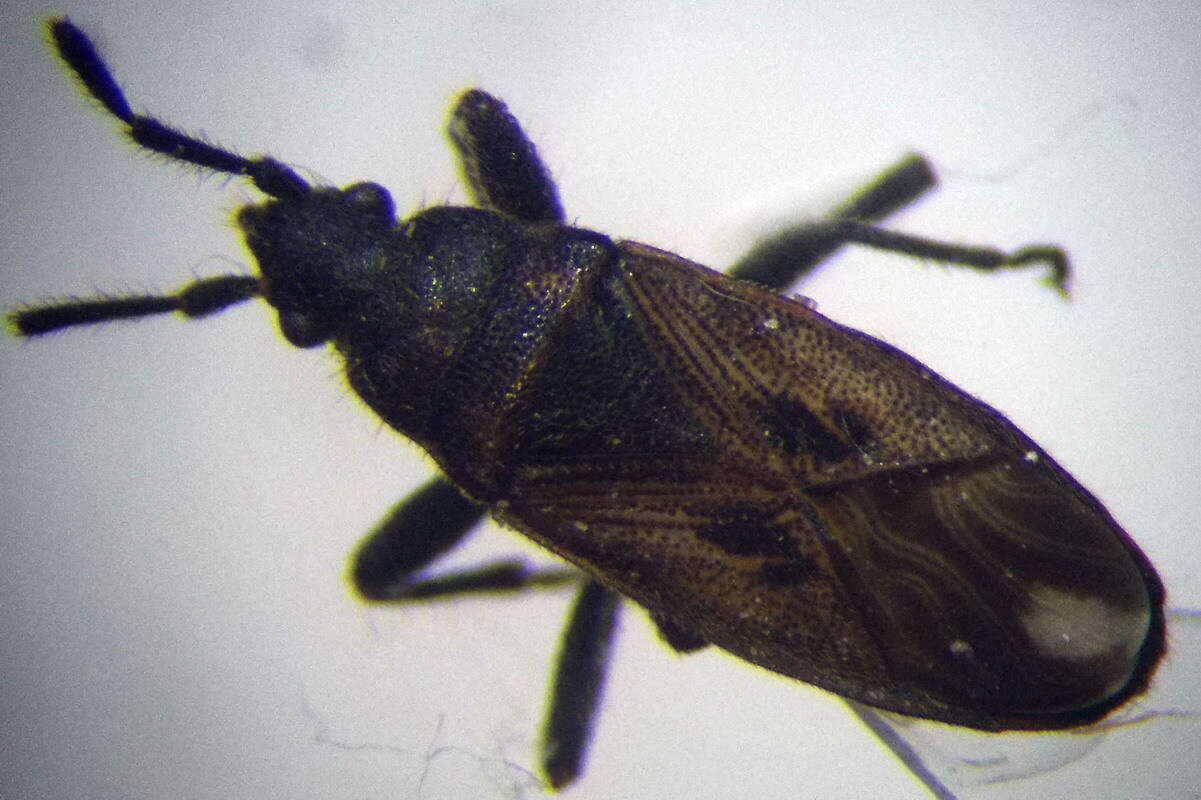 Image of Pezocoris apicimacula