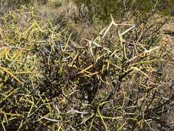 Image of crown of thorns