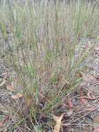 Image of Aristida ramosa R. Br.