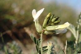 صورة Astragalus albicaulis DC.