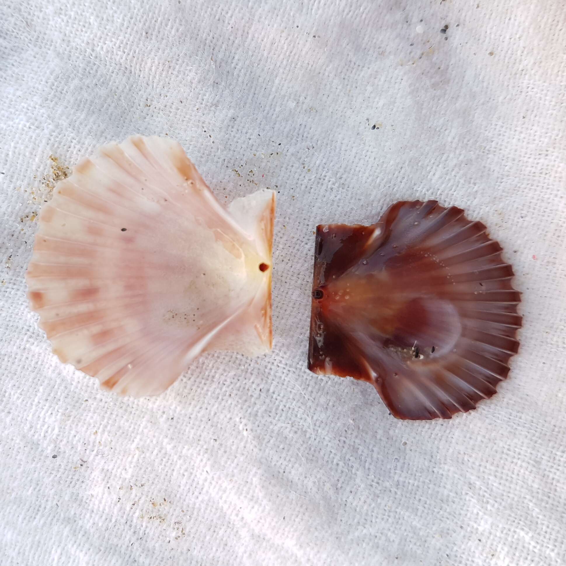 Image of St.James's scallop