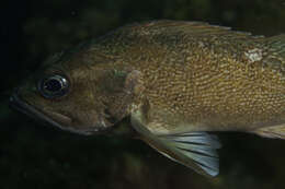 Image of Blackbelly rosefish