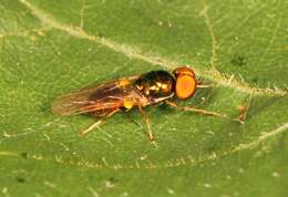 Image of Soldier fly