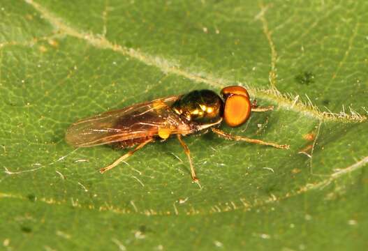 Image of Soldier fly