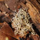 Phaeoclavulina ochracea (Bres.) Giachini 2011的圖片