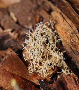 Phaeoclavulina ochracea (Bres.) Giachini 2011的圖片