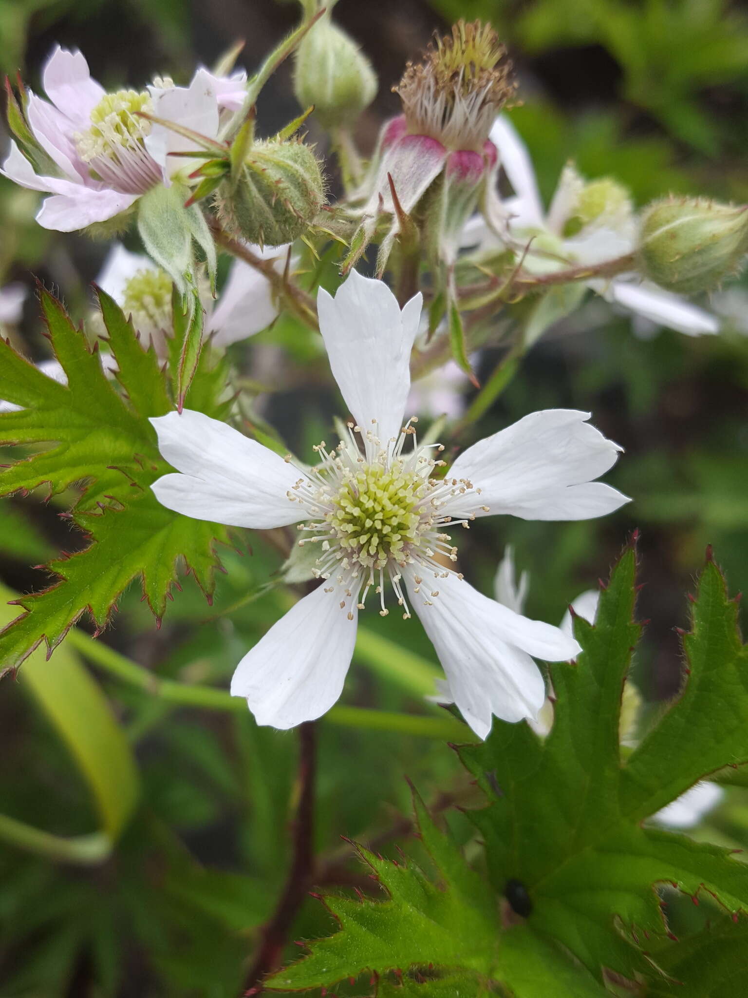 Image of cut-leaved bramble